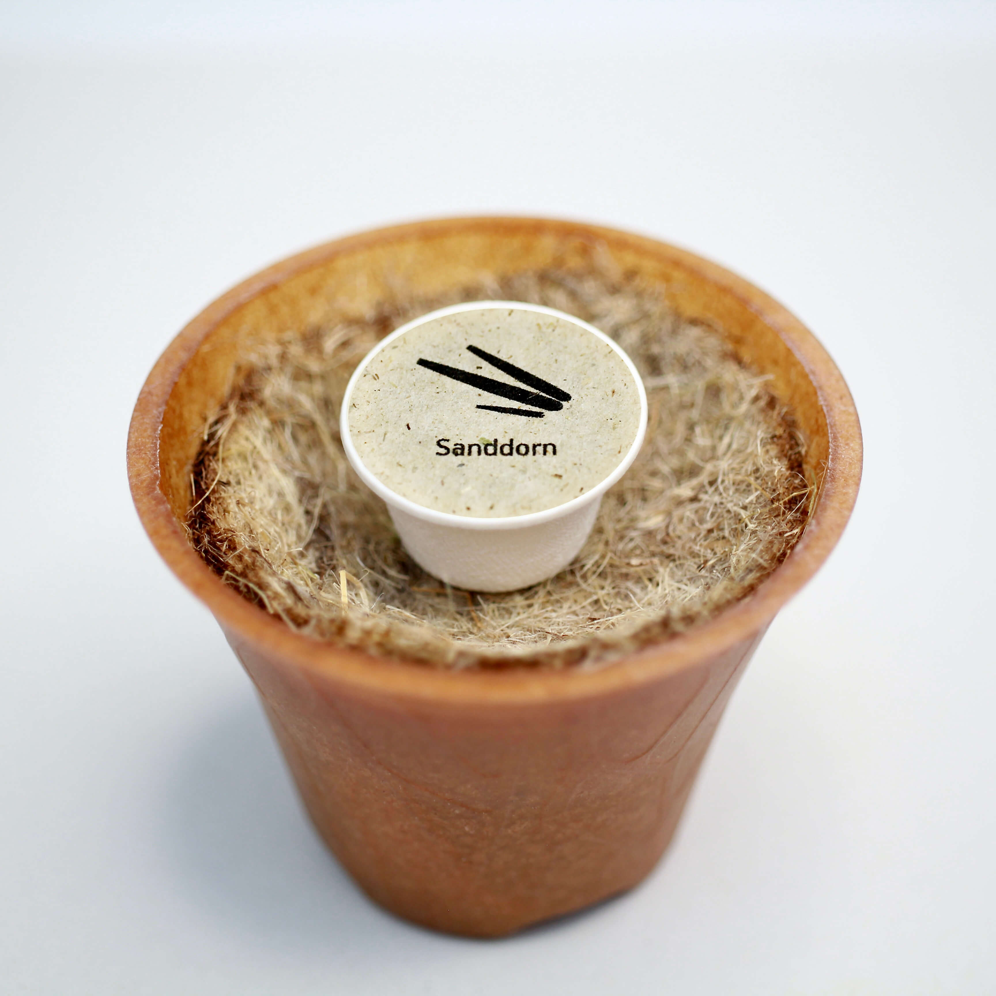 Sanddorn-Strauch Baum-Pflanz-Kit