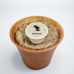 Wildrose Baum-Pflanz-Kit