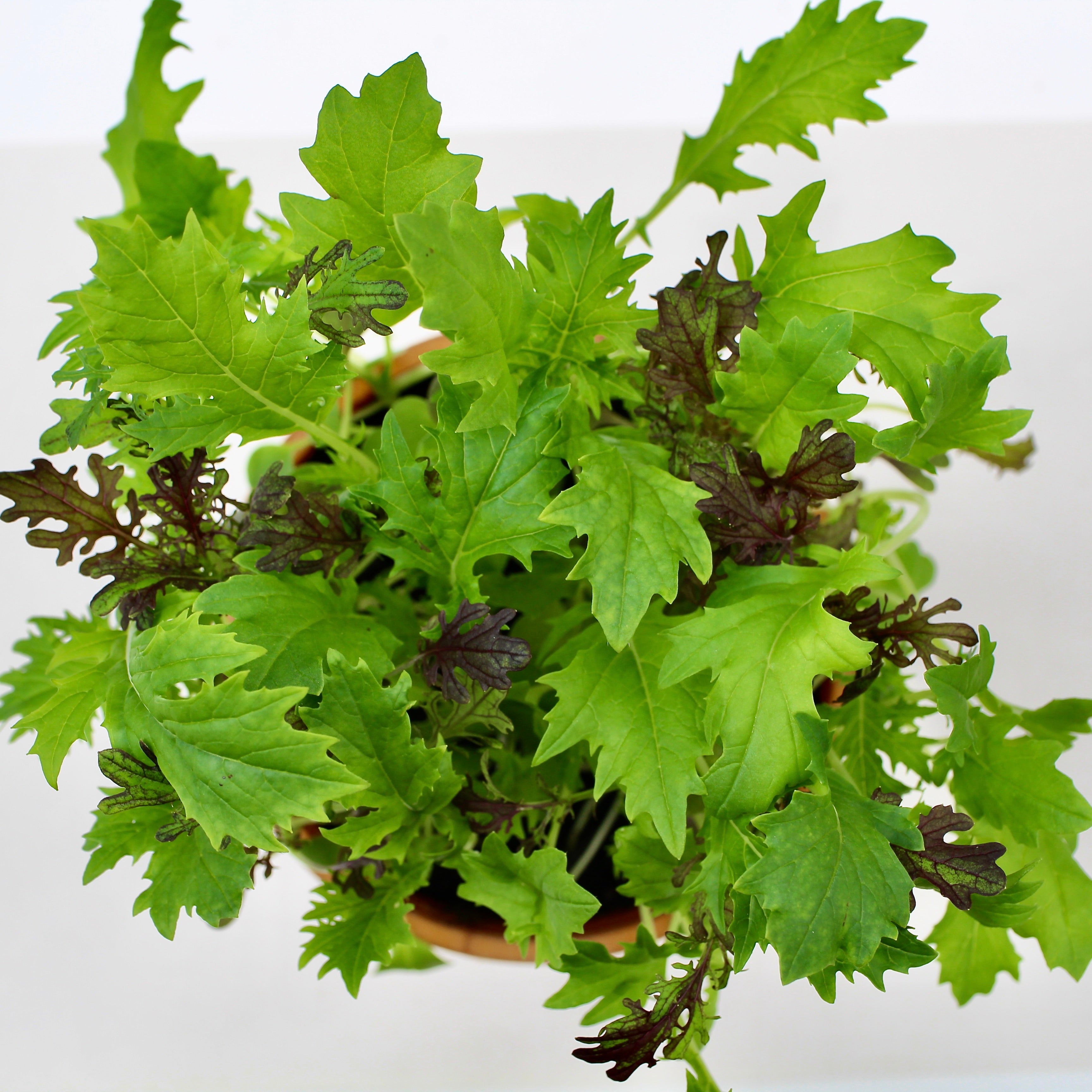 Asia-Salat-Mix Bio-Gemüse-Pflanzset von meinwoody.de