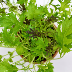 Asia-Salat-Mix Bio-Gemüse-Pflanzset von meinwoody.de