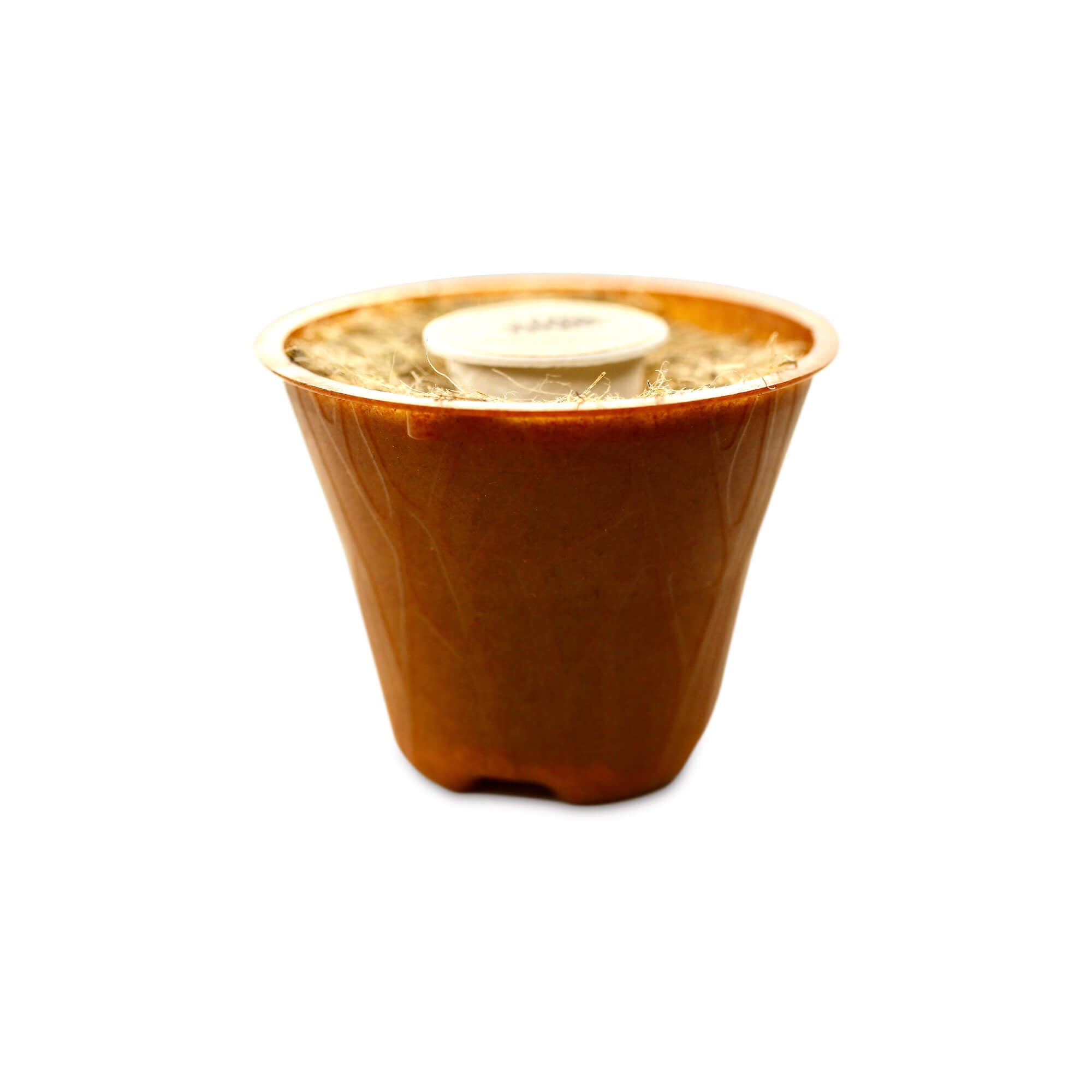 Balsamtanne Baum-Pflanz-Kit